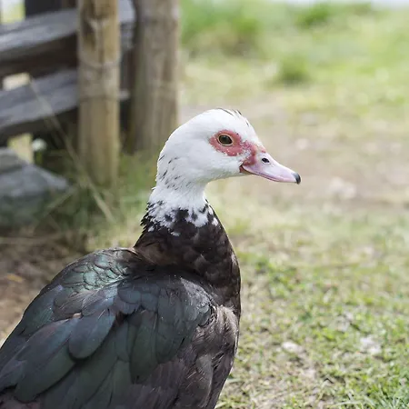 Dombas Hostel Auberge de jeunesse
