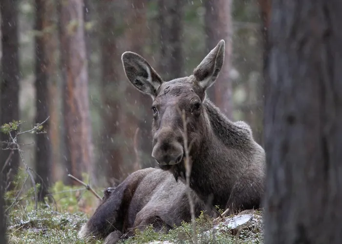 Dombas Hostel Hostal