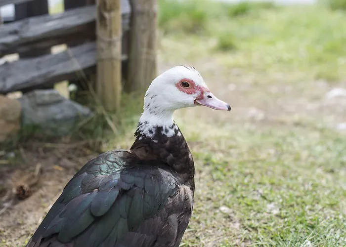 Dombas Hostel Hostal